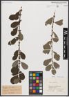 Foto von Salix aurita L.
